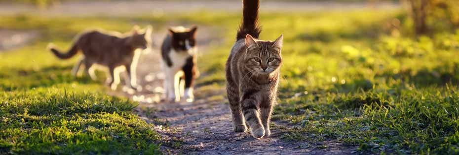 Arthritis in cats: 5 top tips