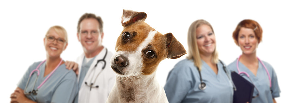 Is turmeric good for dogs? Everything you need to know