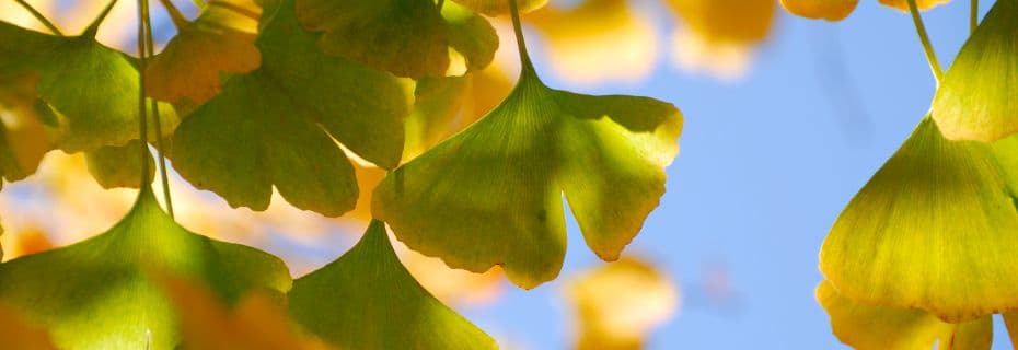 What are the benefits of taking ginkgo biloba?
