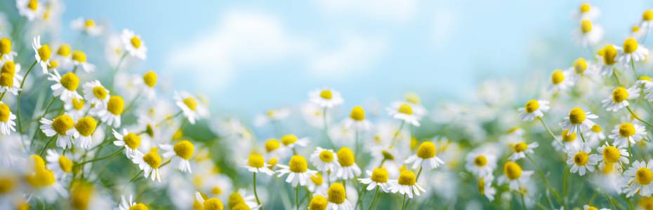 What are the benefits of chamomile?