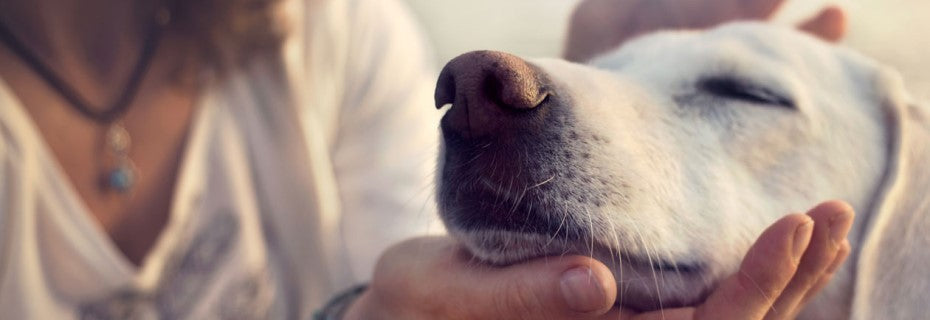 Arthritis in dogs: Your questions answered