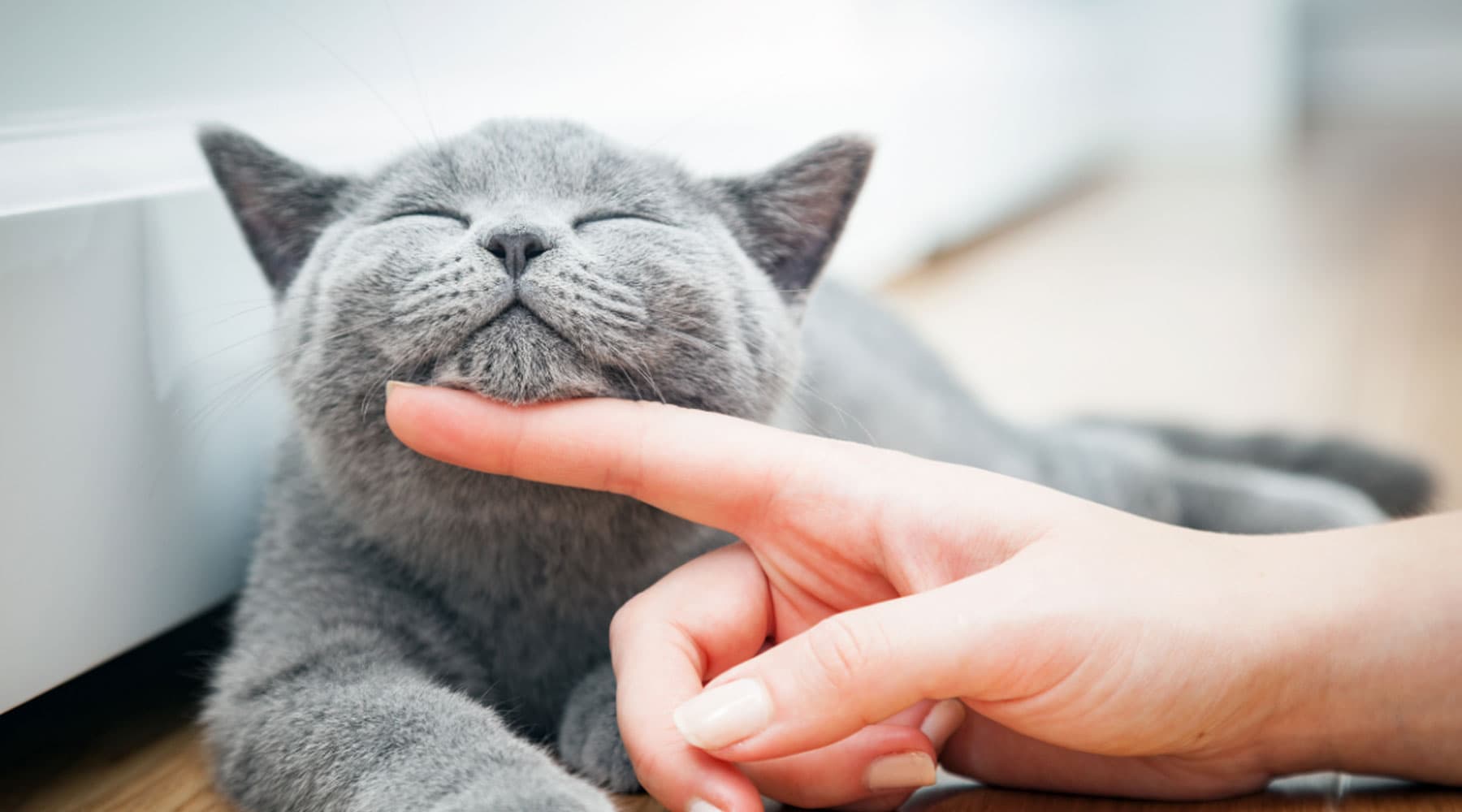 5 Top tips to prevent and ease arthritis in cats