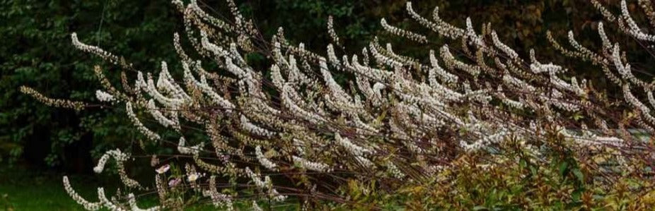 Why should I take black cohosh?