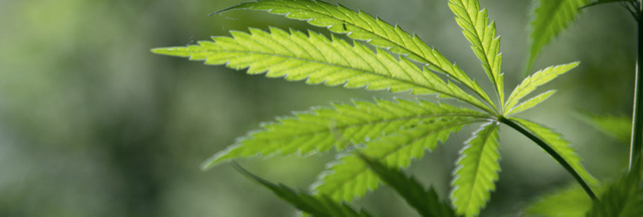 Why do people try CBD oil?