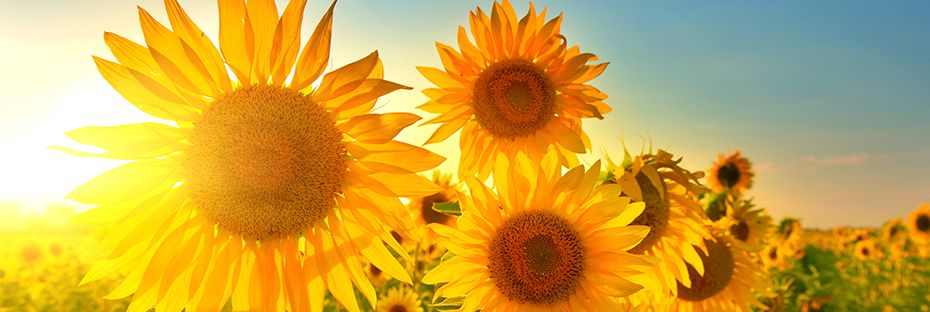 Four key benefits of vitamin D