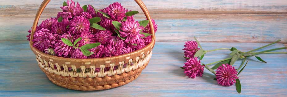 Red Clover and the menopause; benefits and side effects