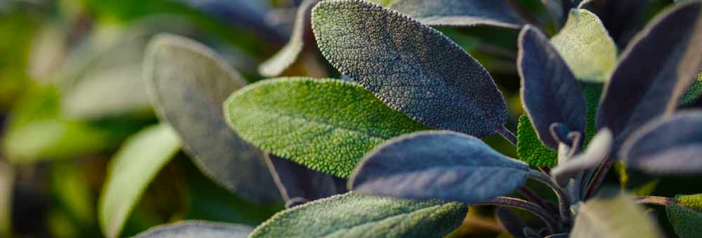 Sage health benefits during menopause