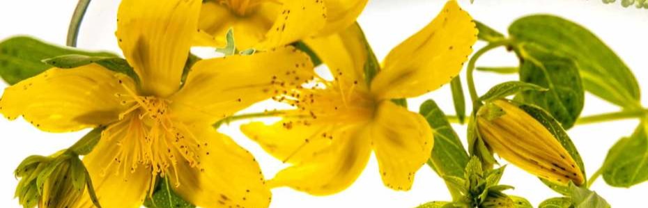 St John's Wort and the menopause