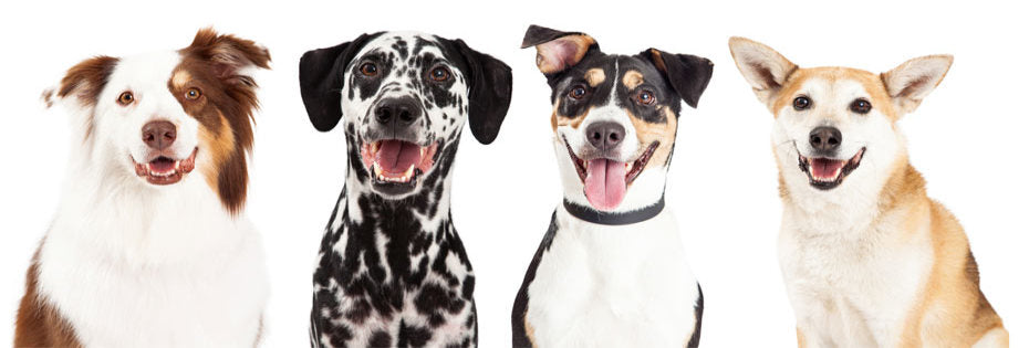 Five benefits of turmeric for dogs