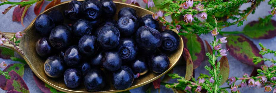 What is quercetin? Benefits, uses and properties