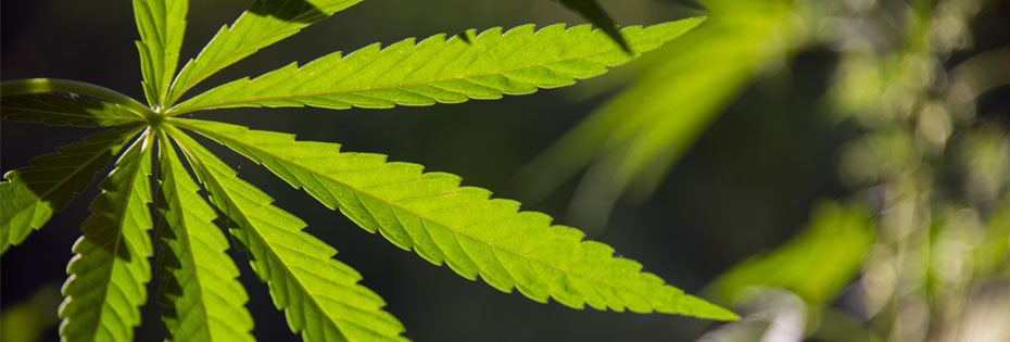 CBD: The definitive guide