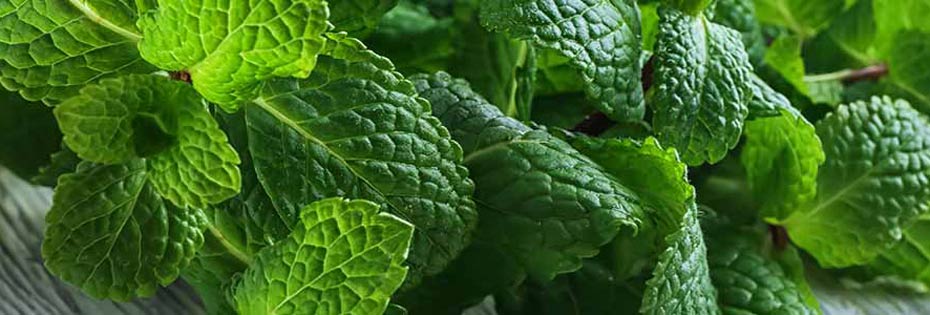 Is lemon balm good for the skin?