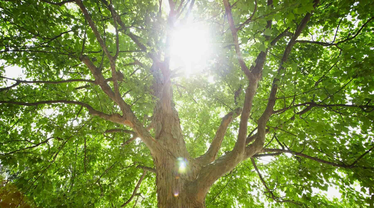 Vitamin D